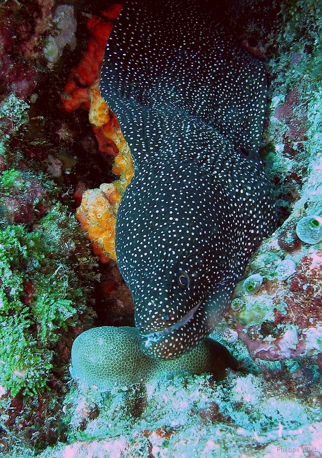 IMG_7636rc_Maldives_Madoogali_Mureneponctuee ou perlee-Gymnothorax meleagris.jpg